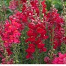 Snapdragon- Ruby- 200 seeds