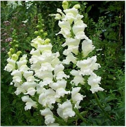 Neysastore Snapdragon- Snowflake- 200 seeds