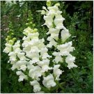 Neysastore Snapdragon- Snowflake- 200 seeds