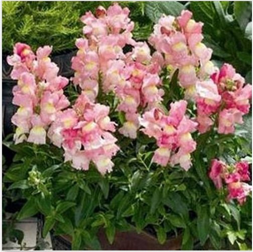 Neysastore Snapdragon- Appleblossom- 200 seeds