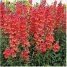 Neysastore Snapdragon- Orange Wonder- 200 seeds