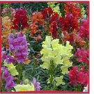 Neysastore Snapdragon- Moroccan Mix- 100 seeds