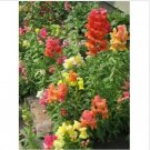 Neysastore Snapdragon- Corona Mix- 100 seeds