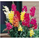 Neysastore Snapdragon- Northern Lights Mix- 200 seeds