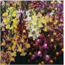 Neysastore Snapdragon- Baby Toadflax Mix- 200 seeds