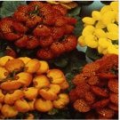 Neysastore Slipper Flower- (Calceolaria Herbeohybrida) Fascination Mix- 50 Se