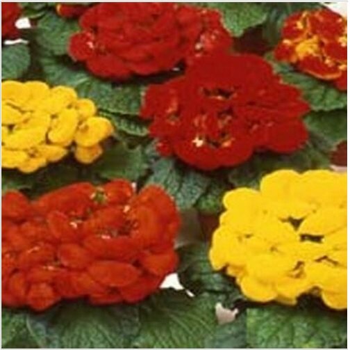 Neysastore Slipper Flower- (Calceolaria Herbeohybrida) Fashion Mix- 50 Seeds