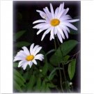 Neysastore Shasta Daisy- 100 Seeds