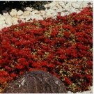 Neysastore Sedum (Spurium Coccineum) Dragon's Blood- 100 Seeds