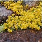 Neysastore Sedum - Acre- 100 Seeds