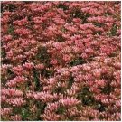 Neysastore Sedum - Spurium Coccineum- Purple Carpet- 100 Seeds
