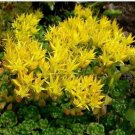 Neysastore Sedum - Oreganum - 50 Seeds