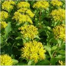 Neysastore Sedum - Aizoon - 50 Seeds