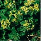 Neysastore Sedum - Ellacombium - 50 Seeds