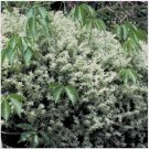 Neysastore Sedum - Glauchophyllum - 50 Seeds