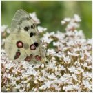 Neysastore Sedum - Oktoberfest - 50 Seeds