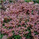 Neysastore Sedum - Stoloniferum - 50 Seeds