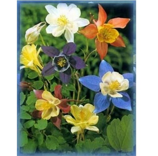 Neysastore Columbine- McKana's Giant Mix- 50 Seeds