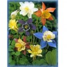 Neysastore Columbine- McKana's Giant Mix- 50 Seeds