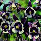 Neysastore Columbine (Aquilegia Vulgaris) William Guinness- 50 seeds