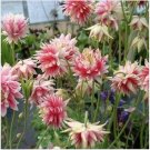 Neysastore Columbine (Aquilegia Vulgaris) Nora Barlow- 50 seeds