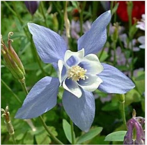 Neysastore Columbine (Aquilegia Caerulea) Blue Dream- 50 seeds