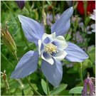 Neysastore Columbine (Aquilegia Caerulea) Blue Dream- 50 seeds