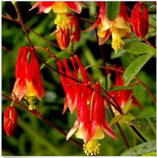Neysastore Columbine (Aquilegia Canadensis) Eastern Red- 50 seeds
