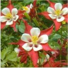 Neysastore Columbine (Aquilegia Caerulea) Crimson Star- 50 seeds