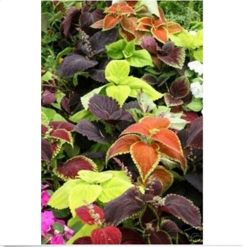 Neysastore Coleus- Rainbow Mix- 50 Seeds