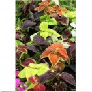 Neysastore Coleus- Rainbow Mix- 50 Seeds