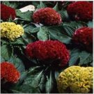 Neysastore Cockscomb-(Celosia Cristata Nana)- Mix- 25 seeds
