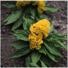 Neysastore Cockscomb-(Celosia Cristata Nana)- Yellow- 25 seeds