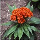 Neysastore Cockscomb-(Celosia Cristata Nana)- Orange- 25 seeds