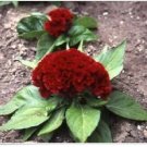 Neysastore Cockscomb-(Celosia Cristata Nana)- Carmine- 25 seed