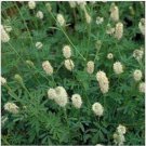 Neysastore Prairie Clover (Dalea Candida) White - 500 Seeds