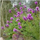 Neysastore Prairie Clover (Dalea Purpurea) Purple - 500 Seeds