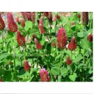 Neysastore Crimson Clover Dixie (Trifolium Incarnatum)- 150 Seeds