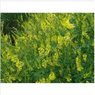 Neysastore Clover- Yellow Sweet- Melilotus Officinalis- 200 Seeds