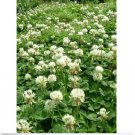 Neysastore Clover- White Dutch- Trifolium Repens- 500 Seeds