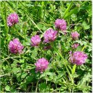 Neysastore Clover- Red- Trifolium Pratense- 250 Seeds