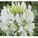 Neysastore Cleome (Hassleriana )-White Queen- 100 Seeds