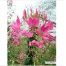 Neysastore Cleome (Hassleriana )-Rose Queen- 100 Seeds