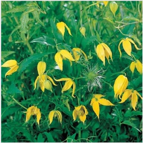Neysastore Clematis Tangutica- 25 Seeds