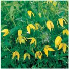 Neysastore Clematis Tangutica- 25 Seeds