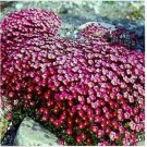Neysastore Saxifraga- Purple Robe - 100 Seeds