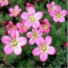 Neysastore Saxifraga- Rose Robe - 100 Seeds