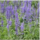 Neysastore Salvia- Pratensis Blue- 50 Seeds