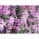 Neysastore Salvia- Pink Sundae- 50 seeds