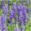 Neysastore Salvia- Blue Victory- 50 Seeds